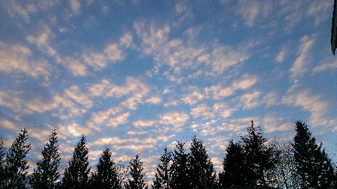 Dappled Clouds over Fir Trees