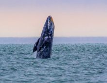 Gray Whale breach