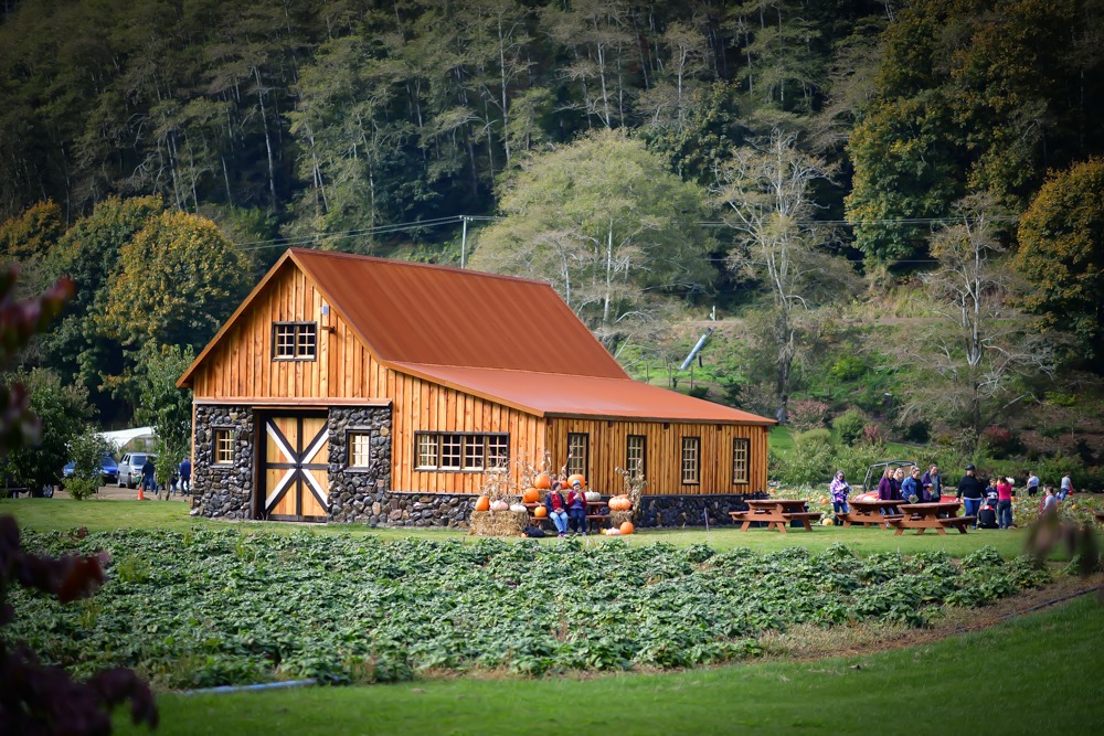 Kilchis River Pumpkin Patch & Corn Maze Open Weekends throughout