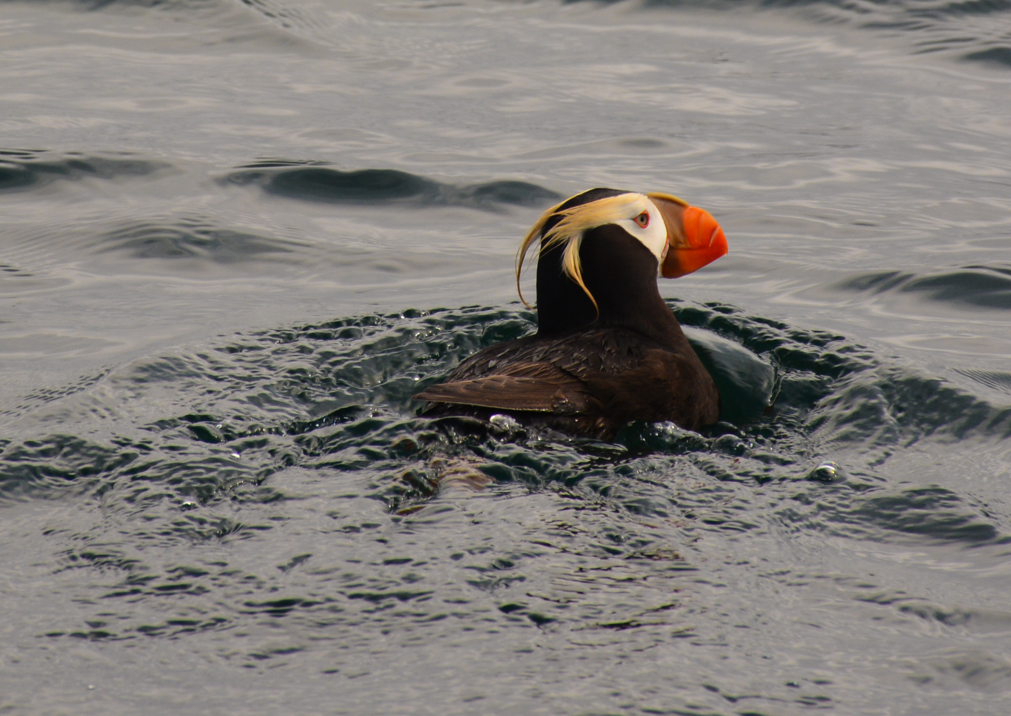 Tufted Puffin, Online Learning Center