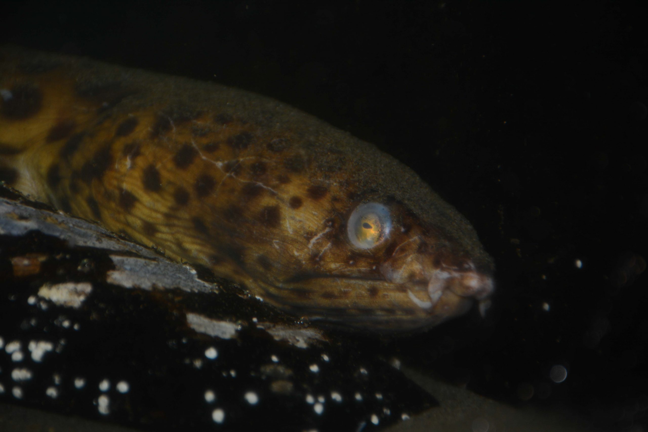 Seaside Aquarium Recovers Live Snake Eel, Rarely Seen in Oregon on