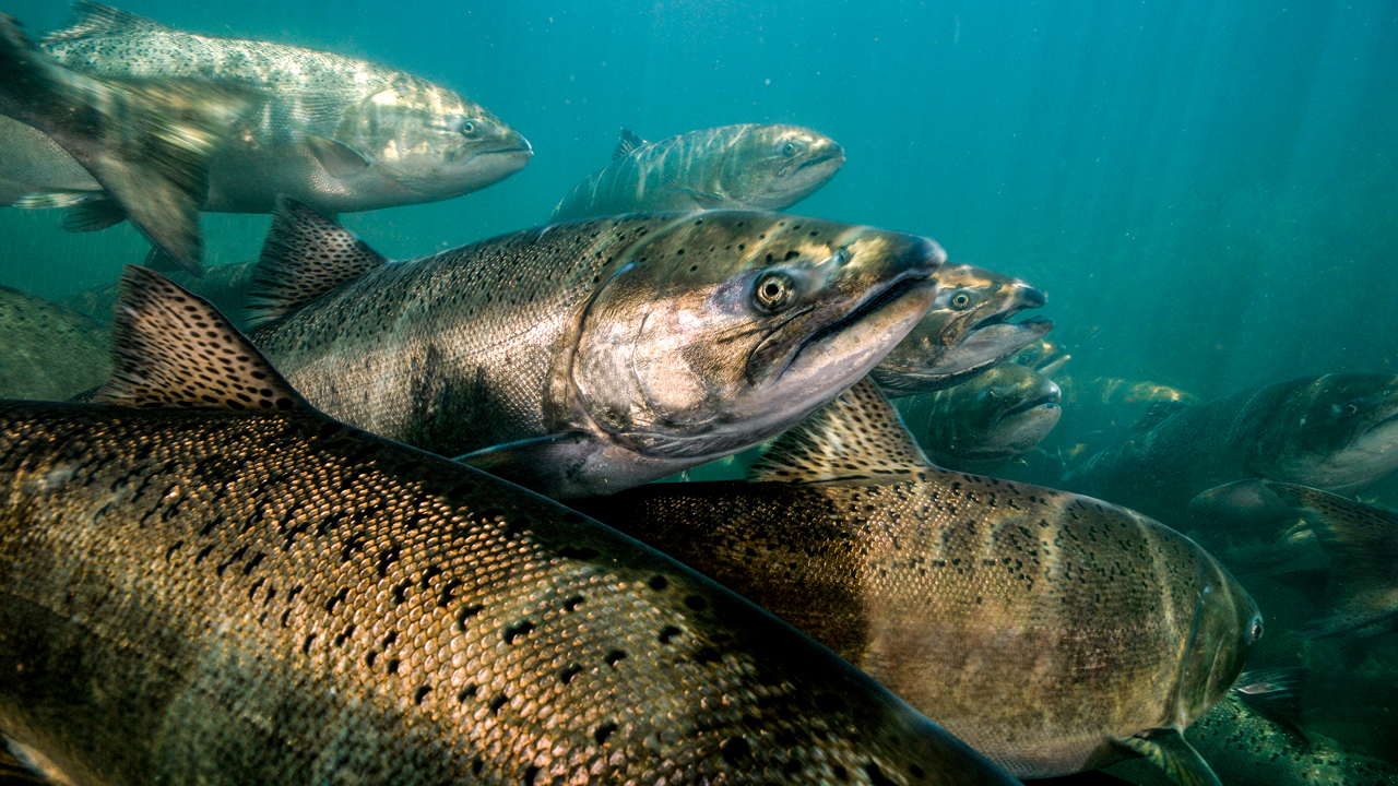OREGON DEPT. OF FISH & WILDLIFE: Fall salmon regulations for