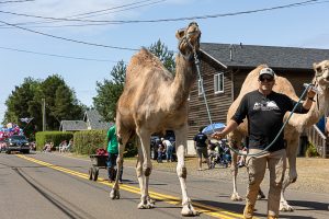 Dory Days - Camel