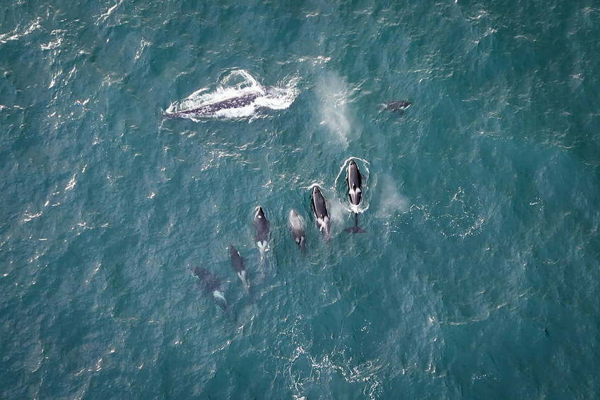 Jaklyn Larsen of Oregon Captures Amazing Drone Footage of Orca Whales hunting Gray Whale Calf in Yaquina Bay