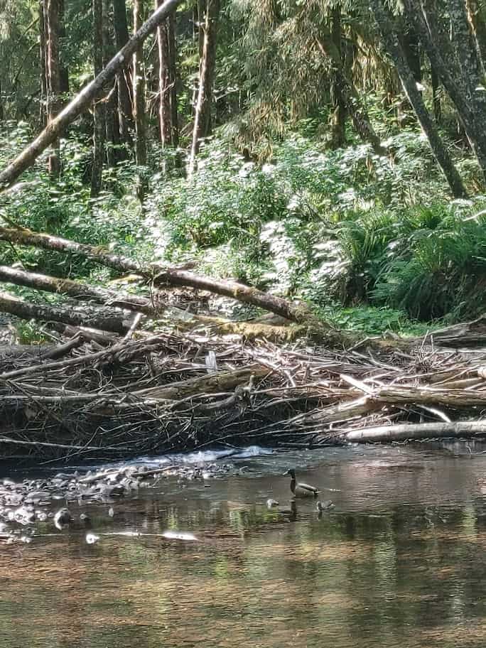 Coal Creek, a log jam with some ducks