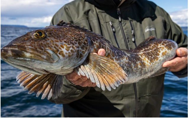 Lingcod.png