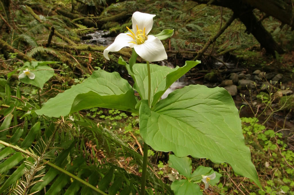 07-trillium-ovatum-tk.jpg