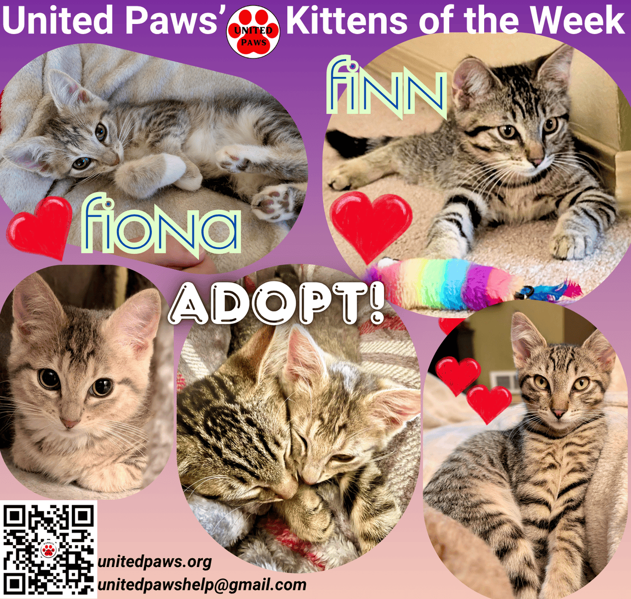Meet Fiona & Finn, United Paws Kittens of the Week
